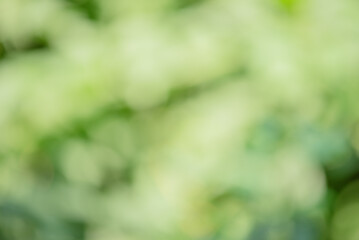 Wall Mural - Defocused green background. Natural bokeh, blurred.