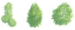 © DH Tree Stock - Guadua angustifolia Tree plan top view cutout transparent background