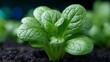 © BOJOShop - Close up view of fresh green lettuce leaves growing in dark fertile soil