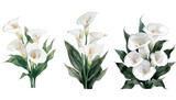 Elegant clusters of white calla lilies with soft green foliage against an isolated backdrop