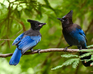 Stunning Blue Stellar Jay And Baby Bird at Feeding Time in Big Sur California Redwood Forest