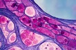 © rinrada - Microscopic view of human epithelial tissue layer, showing closely packed cells with natural pink-purple stain.