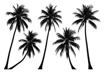 Five palm trees isolated on white background, tropical nature and vacation concept