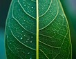 © Aditya Aditya - Close-up of a vibrant green leaf with dew drops, showcasing intricate vein patterns and textures, a detailed macro shot of nature's beauty.