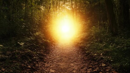 Wall Mural - sunlight filters through dense forest, illuminating serene path