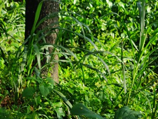 tree branch and leaves nature background, organic greenery texture