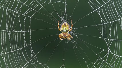 Yellow and Brown Spider Centered On Dew Covered Web With a Green Blurred Background