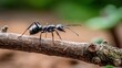 © Naiuang - A black ant walking along a slender twig