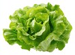 © Apel - Fresh, vibrant green head of crisp lettuce, showing ruffled, layered leaves, glistening with water droplets