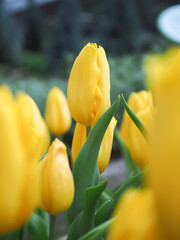 Wall Mural - Close up yellow tulip in the garden