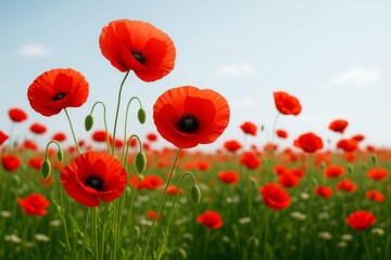 Wall Mural - bright red poppy flowers blooming in a green field under a clear blue sky with soft light and a blur