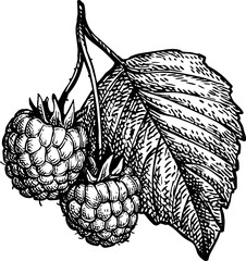 Canvas Print - raspberries with leaf ink sketch.