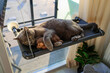 © Nataliya - Cat Relaxing on Window Hammock with Toy