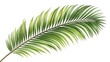 © picbox - palm leaf branch tropic summer isolated background