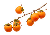 A branch of persimmon fruit, showcasing vibrant orange tones against a stark black background.