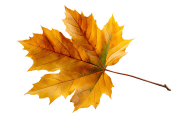yellow maple leaf on white background