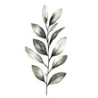© Dn Design - Olive leaves, Olive leaves arranged in a natural setting, isolated on transparent background