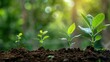 © Qggo - Nature’s Renewal: Captivating Scene of Seedling Growth in Ecological Environment – Delicate Green Shoots Emerging from Rich Soil, Tiny Leaves Unfurling Toward Sunlight, Roots Nestling in Moist Earth