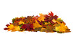 © Lilya - Vibrant fall colors . Autumn maple leaves isolated on transparent background
