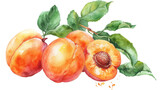 Ripe apricots with green leaves, watercolor painting on white background.