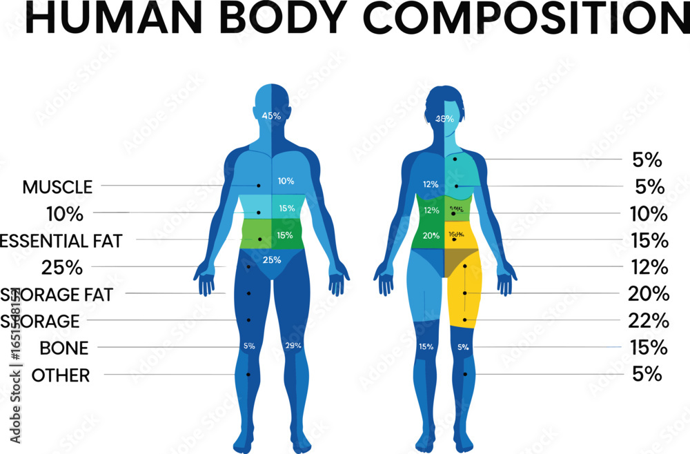 Human body composition silhouette, male and female comparison, muscle ...