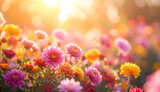 pink flowers in the garden. colorful chrysanthemum in the garden with bokeh with copy space for text. Copy-space flower