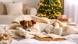 © Friska - Cozy dog sleeps Christmas eve.