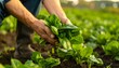© Nabila - Freshly harvested spinach is carefully collected from a vibrant garden bed.