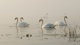 Graceful white swans amidst early morning haze