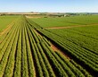 © Rezeki - Aerial vista of meticulously cultivated sugarcane plantations under a serene blue sky landscape