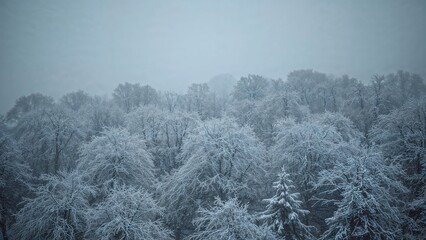 Wall Mural - trees blanketed in snow during a winter storm