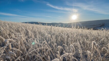 Wall Mural - nature scene of a light dusting of snow on grass with a clear sky background