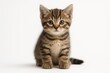 © AkuAku - Sweet infant feline with striped markings on a white background