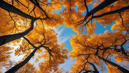 Wall Mural - a view from below of tree branches in fall's bright golden season