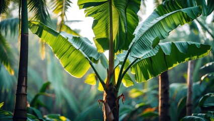 Wall Mural - soft-focused banana leaf as a backdrop