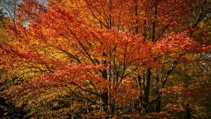 Wall Mural - vibrant fall leaves in a woodland setting