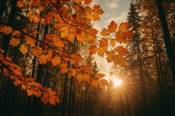 Wall Mural - sunlit woods showcasing fall-colored foliage with a nostalgic film effect
