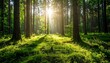 © XZIG IOVANS PRATAMA  - Golden sun rays pierce through the dense canopy of an ancient forest, bathing the lush, mossy floor in a vibrant, ethereal glow, evoking a feeling of tranquility and profound natural beauty