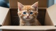 © Holo Frame - Young ginger kitten at one month old gazes from a box