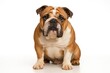 © Seyyar - Canine breed gazing at the lens against a simple white background