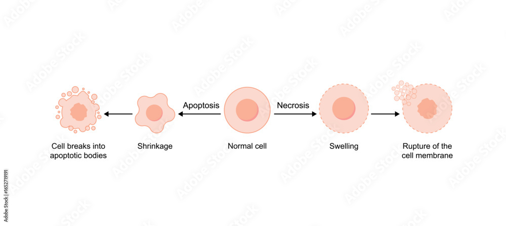 Apoptosis and necrosis of normal cell. cell death labeled outline ...