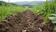 © Lubov - Low angle shot of rich soil in field with cover crops thriving. Earthworms, beneficial organisms visible in cultivated earth. Healthy soil ecosystem for sustainable agriculture, farming practices.