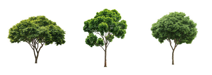 Set of three lush trees isolated on a transparent background, showcasing diverse foliage textures, ideal for nature-themed designs or environmental concepts