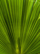 © János István Lukács - Imagined among green palm trees with wonderful trunks, lemons and olives