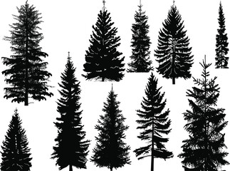 Wall Mural - ten fir black silhouettes isolated on white