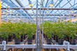 © rabbitholephoto - Greenhouse Cultivation