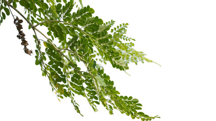 A Lush Green Moringa Tree Branch with Leaves, Isolated on Transparent Background, PNG File
