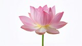 a single pink lotus flower on a slender green stem showcasing delicate petals and rich colors isolated on a clean white background for a fresh and vibrant look