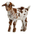 © Shahanaj - Realistic photograph of a full-body baby goat, isolated on a Transparent background PNG