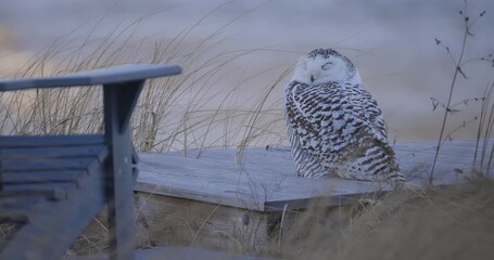 Wall Mural - Snowy owl perched on wooden structure surrounded by dry grass in a coastal setting in Scarborough Maine